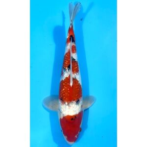 Gr. Showa 38cm