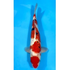 Gr. Showa 40cm