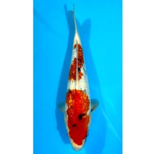 Gr. Showa 43cm