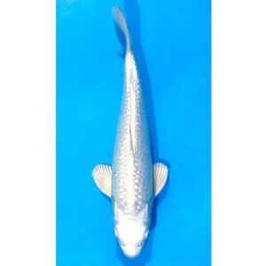 Gr. Platinum Ogon 35cm