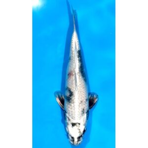Kin Shiro Utsuri 37cm