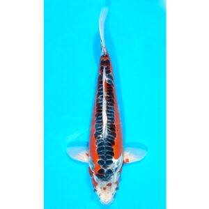 Shusui 45cm