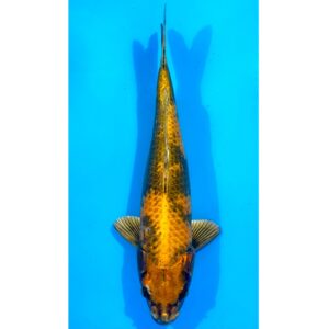Kin Ki Utsuri 44cm