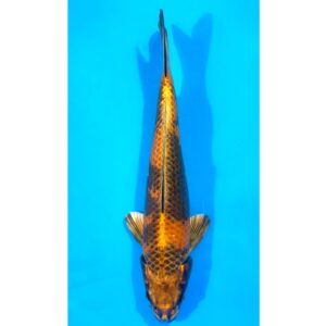 Kin Ki Utsuri 44cm