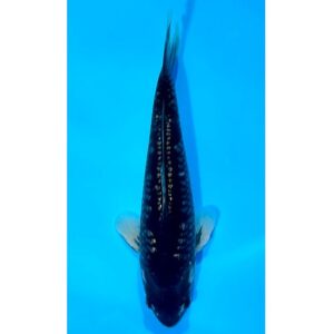 Gr. Aragoke 34cm