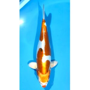Doitsu Yamato Nishiki 42cm