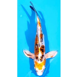 Longfin Doitsu  Yamato Nishiki 27cm