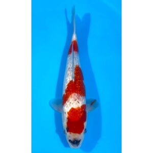 Gr. Goshiki 37cm