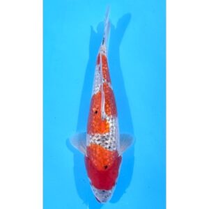 Gr. Goshiki 33cm