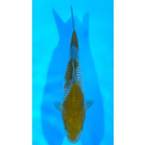 Ochiba Shigure 33cm