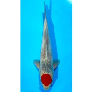 Tancho Goshiki 33cm