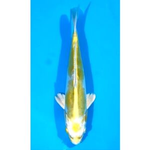 Doitsu Hariwake 26cm