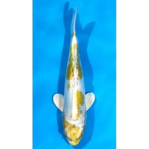 Doitsu Hariwake 31cm