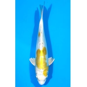 Doitsu Hariwake 32cm