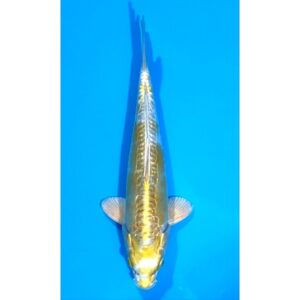 Gr. Doitsu Hariwake 35cm