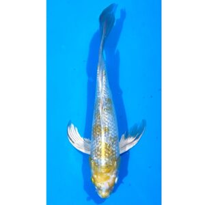 Longfin Gr. Hariwake 28cm