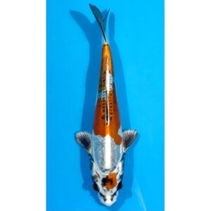 Benikikokuryu 25cm