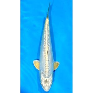 Doitsu Patinum Ogon 36cm