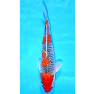 Goshiki 34cm