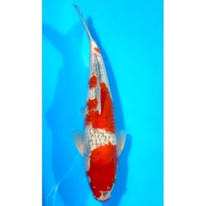 Goshiki 39cm