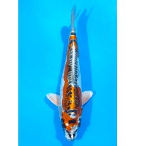 Benikikokuryu 34cm