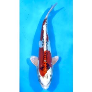 Doitsu Kujaku 31cm