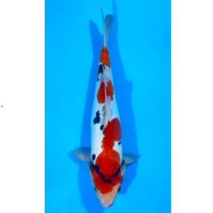 Doitsu Showa 37cm