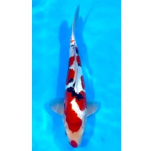 Doitsu Showa 38cm