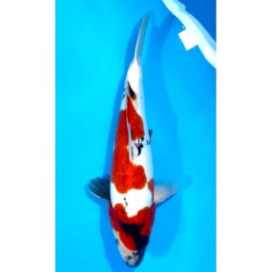 Doitsu Showa 38cm