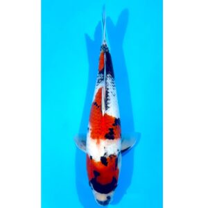Showa 39cm